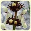 Stachys recta (Epiaire droite) - Flore des Calanques - Herbier de Loulou