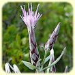 Staehelina dubia (Steheline Douteuse) - Flore des Calanques - Herbier de Loulou