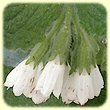 Symphytum orientale (Consoude d'Orient) - Flore des Calanques - Herbier de Loulou
