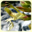 Teucrium flavum (Germandrée Jaune) - Fleur des Calanques - Herbier de Loulou