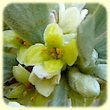 Thymelaea tartonraira (Passerine tartonraire) - Fleur des Calanques - Herbier de Loulou