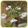 Tordylium apulum (Tordyle des Pouilles) - Flore des Calanques - Herbier de Loulou