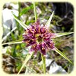 Tragopogon porrifolius subsp. porrifolius (Salsifis à feuilles de poireau) - Flore des Calanques - Herbier de Loulou