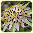 Tragopogon porrifolius subsp. porrifolius (Salsifis méridional) - Flore des Calanques - Herbier de Loulou