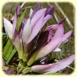 Trifolium alpinum (Trèfle alpin) - Flore de montagne - L'Herbier de Loulou