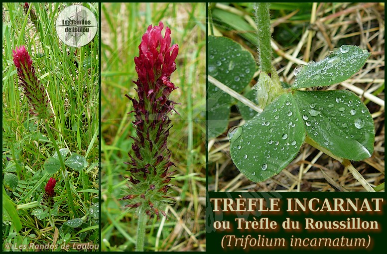 Trifolium incarnatum (Trèfle incarnat) - Les Randos de Loulou
