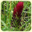Trifolium incarnatum (Trèfle incarnat) - Flore du Tarn - L'Herbier de Loulou