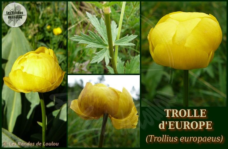 Trollius europaeus (Trolle d`europe) - Les Randos de Loulou