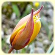 Tulipa sylvestris subsp. australis (Tulipe australe) - Flore des Calanques - Herbier de Loulou