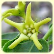 Vincetoxicum hirundinaria (Dompte-venin) - Flore des Calanques - Herbier de Loulou