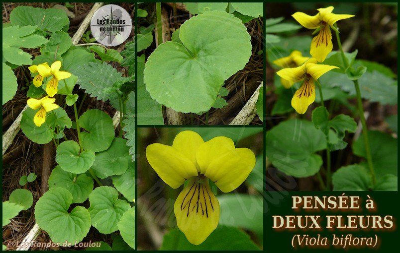 Viola biflora (Pensée à deux fleurs) - Flore de montagne - Herbier de Loulou