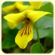Viola biflora (Pensée à deux fleurs) - Les randos de Loulou