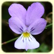 Viola tricolor (Pensée tricolore) - Les Randos de Loulou